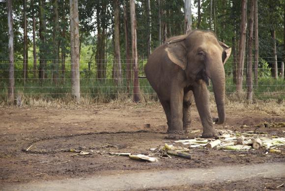 A primeira etapa do santuário terá um centro de cuidados veterinários e piquetes para abrigar os elefantes, que serão separados por espécie (asiáticos e africanos) e sexo (machos e fêmeas) / Foto: Divulgação Santuário de Elefantes Brasil