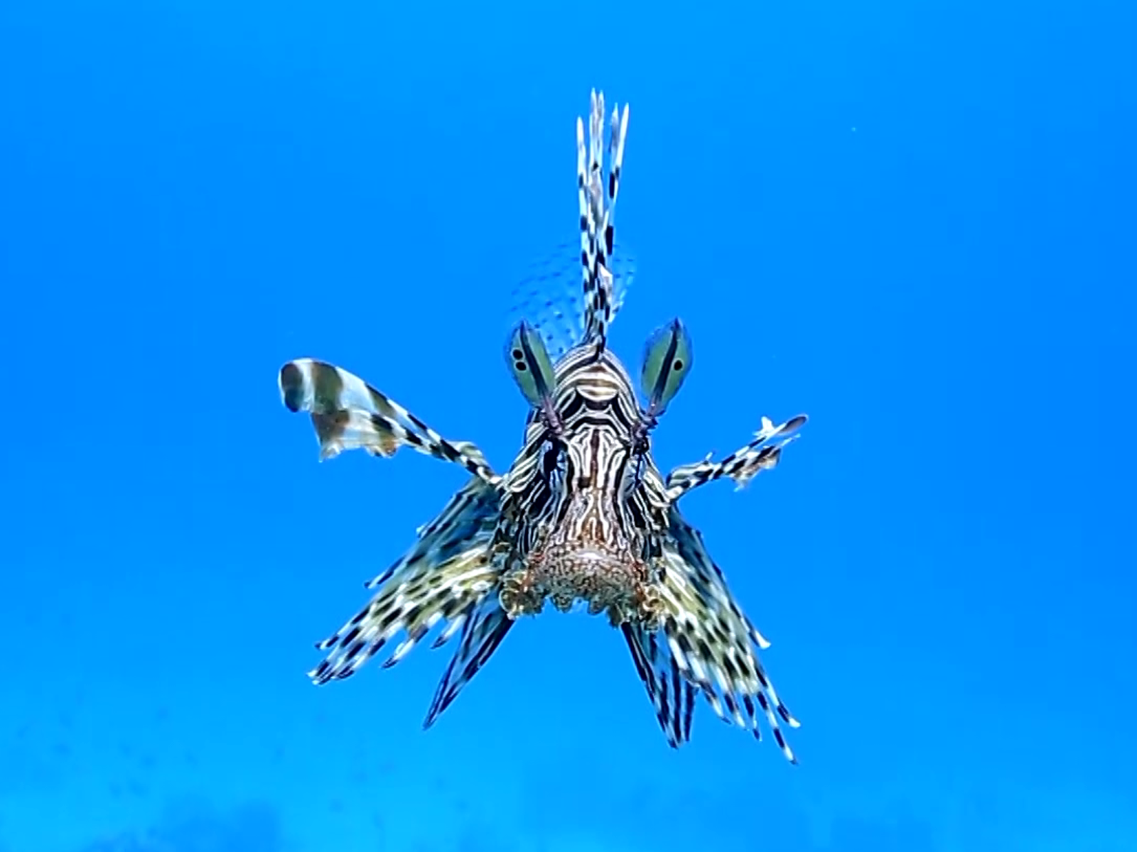 Peixe Leão é encontrado no Nordeste e preocupa especialistas