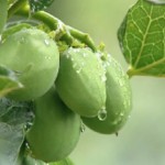 Biodiesel é tema da nova série especial do Canção Nova Notícias