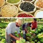 ONU alerta para ameaça de crise alimentar em 2011