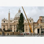 Árvore de Natal é colocada na Praça de São Pedro, no Vaticano