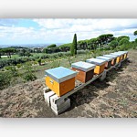 Bento XVI ganha abelhas de presente em Castel Gandolfo