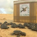 Projeto Tamar solta novos filhotes de tartaruga no litoral de Sergipe