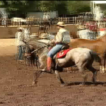 Exposição de cavalos manga larga movimenta agronegócio em BH