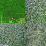 Alertas de desmatamento tiveram aumento de 9% na Amazônia Legal