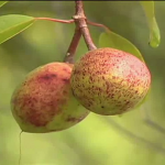 Mangaba: conheça a fruta que aumenta a renda dos sergipanos