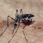 Suspeita de microcefalia por vírus Zika passa de 3500 casos no Brasil