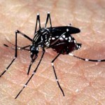 Semana de combate ao Aedes aegypti mobiliza 210 mil instituições
