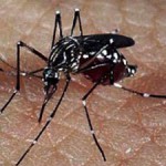 Hospital investiga primeiro caso de microcefalia por Zika em SP