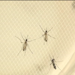 OMS defende teste com mosquito transgênico contra o Zika