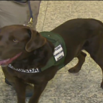 Aeroporto: treinamento de cães visa detectar mercadorias proibidas