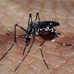 Zika vírus provoca a microcefalia, informa EUA