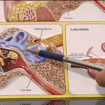 Poluição sonora pode causar hipertensão arterial