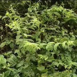 80% da população mundial utiliza plantas medicinais