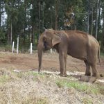 Brasil terá santuário de elefantes na Chapada dos Guimarães