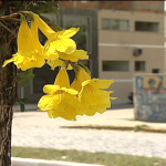 Árvore brasileira anuncia bons frutos antes da estação das flores