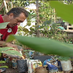 Projeto visa colaborar com meio ambiente doando mudas