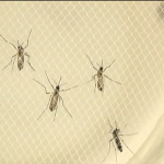 Vírus da zika ainda assusta brasileiros