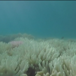 Corais da Austrália ficam brancos