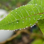 Cristãos vivem Dia Mundial de Oração pelo cuidado da Criação