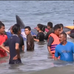 Baleias ficaram encalhadas na Ponta Norte de Sumatra