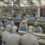 Produtores de frango estão preocupados com a suspensão das exportações
