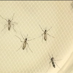 Minas Gerais está desenvolvendo vacina contra o mosquito Aedes aegypti