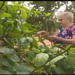 Um vegetal pouco conhecido pela população: a ora pro nobis