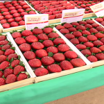 Festa do morango movimenta a economia em Jarinu e Atibaia