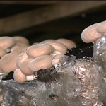 Produtores de cogumelos estão na expectativa de aumento do consumo