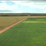 Desmatamento diminui na Floresta Amazônica, mas cresce no cerrado