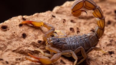 DF tem alto crescimento no número de casos de presença de escorpiões