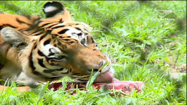 Calor intenso obriga zoológico no RJ a mudar os hábitos com os animais