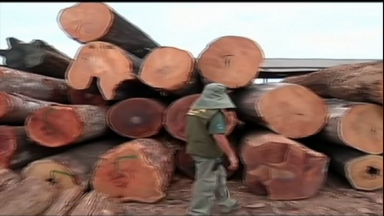 PF realiza ação para combater extração e comércio ilegal de madeira