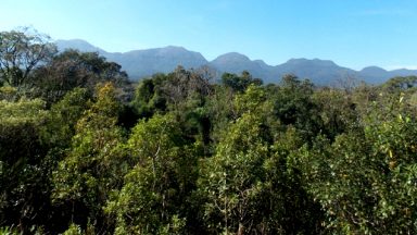 Desmatamento da Mata Atlântica no último ano foi o menor desde 1985