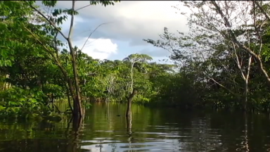 Encontro em São Paulo discute preservação da Amazônia
