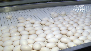Brasil se destaca na pecuária e bate recorde na produção de ovos