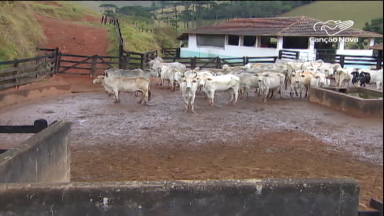 Brasil registra crescimento baixo do rebanho bovino comercial