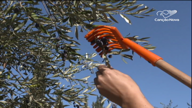 Terra Santa inicia colheita de azeitonas com ajuda de voluntários