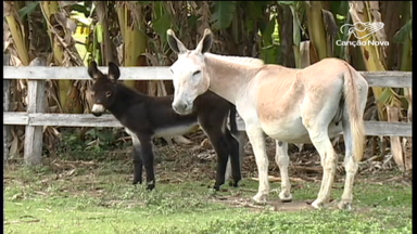 Animais ainda fazem parte do dia a dia do homem rural