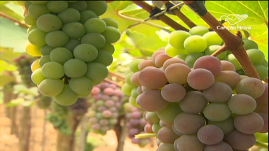 Alimentos à base de frutas movimentam economia de Louveira, em SP
