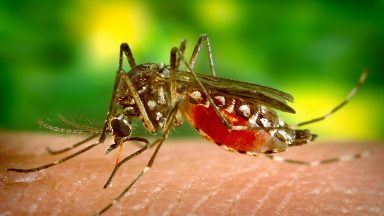 Órgãos de saúde preveem surto de dengue em diversos estados