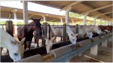 Soro obtido de cavalos pode ter anticorpos potentes contra o coronavírus