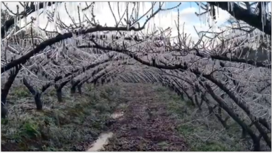 Agricultores usam a tecnologia no combate aos efeitos das geadas