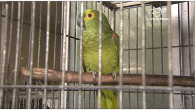Número de animais silvestres entregues aumenta durante a pandemia