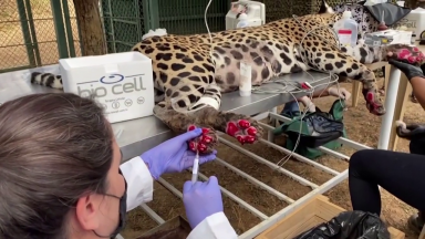 Voluntários trabalham nos resgates dos animais no Pantanal
