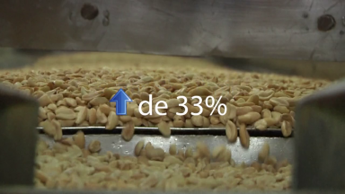 Estado de São Paulo produz 90% do amendoim brasileiro