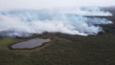 Pantanal tem a primeira iniciativa de reconstituição de áreas devastadas