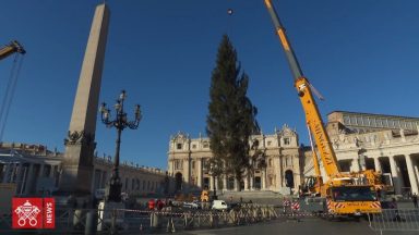 Praça São Pedro se prepara para o Natal com árvore da Eslovênia