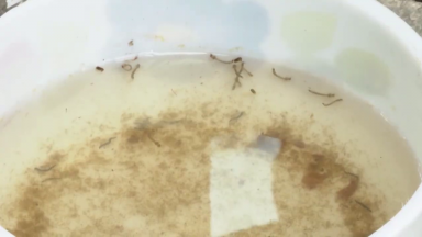 Verão chegando, altas temperaturas e chuvas. Cenário perfeito para a dengue